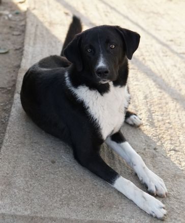 Fabius, geb. ca. 01/2023, lebt in GRIECHENLAND, im städt. Tierheim Serres