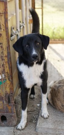 Fabius, geb. ca. 01/2023, lebt in GRIECHENLAND, im städt. Tierheim Serres