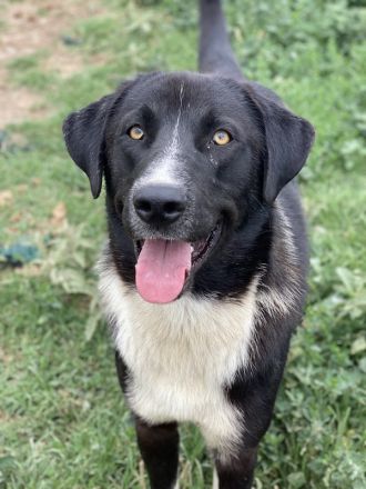 Fabius, geb. ca. 01/2023, lebt in GRIECHENLAND, im städt. Tierheim Serres