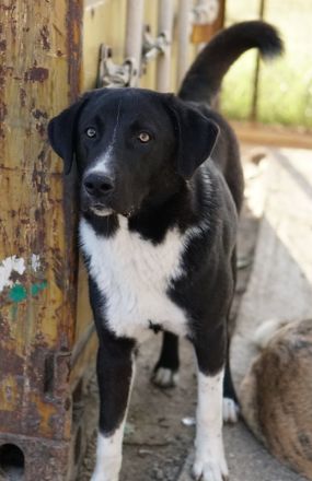 Fabius, geb. ca. 01/2023, lebt in GRIECHENLAND, im städt. Tierheim Serres
