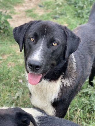 Fabius, geb. ca. 01/2023, lebt in GRIECHENLAND, im städt. Tierheim Serres