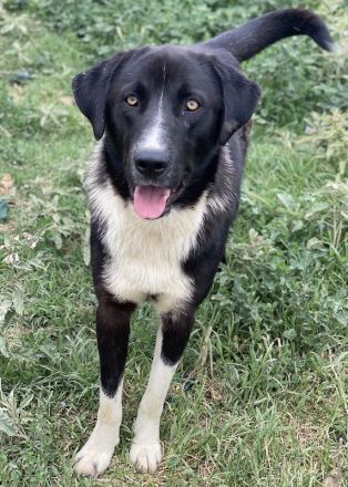 Fabius, geb. ca. 01/2023, lebt in GRIECHENLAND, im städt. Tierheim Serres