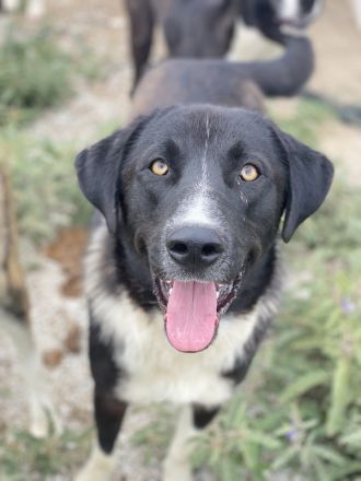 Fabius, geb. ca. 01/2023, lebt in GRIECHENLAND, im städt. Tierheim Serres