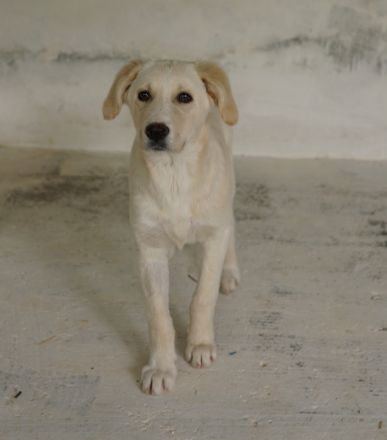 Hamilton, geb. ca. 01/2023, lebt in GRIECHENLAND, auf einer privaten Pflegestelle