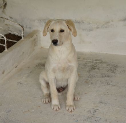 Hamilton, geb. ca. 01/2023, lebt in GRIECHENLAND, auf einer privaten Pflegestelle