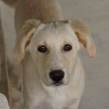 Hamilton, geb. ca. 01/2023, lebt in GRIECHENLAND, auf einer privaten Pflegestelle