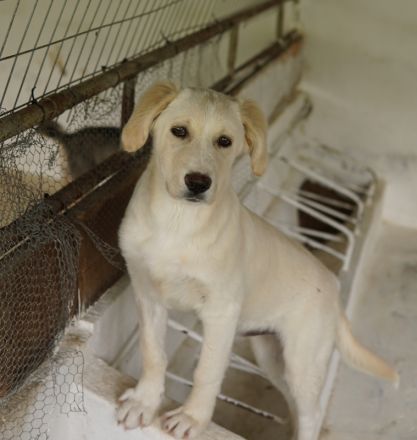 Hamilton, geb. ca. 01/2023, lebt in GRIECHENLAND, auf einer privaten Pflegestelle