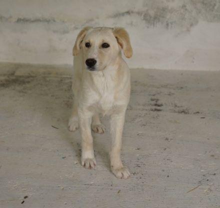 Hamilton, geb. ca. 01/2023, lebt in GRIECHENLAND, auf einer privaten Pflegestelle