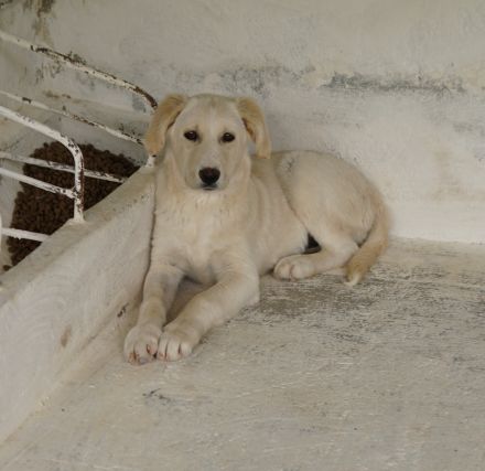 Hamilton, geb. ca. 01/2023, lebt in GRIECHENLAND, auf einer privaten Pflegestelle