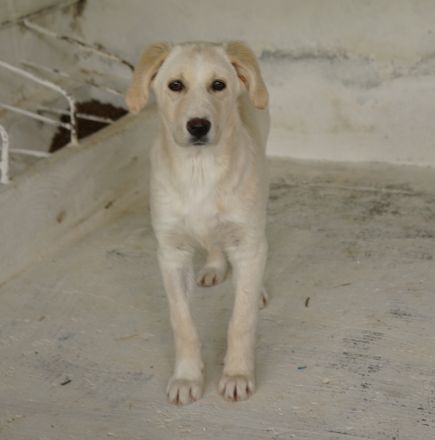 Hamilton, geb. ca. 01/2023, lebt in GRIECHENLAND, auf einer privaten Pflegestelle