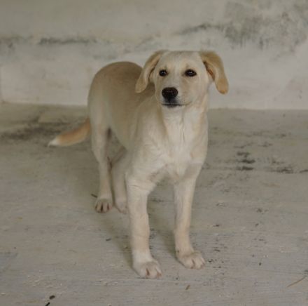 Hamilton, geb. ca. 01/2023, lebt in GRIECHENLAND, auf einer privaten Pflegestelle