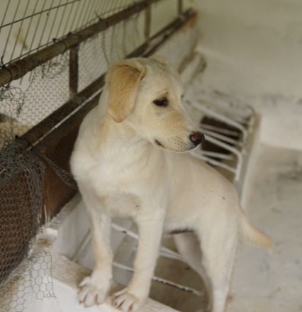 Hamilton, geb. ca. 01/2023, lebt in GRIECHENLAND, auf einer privaten Pflegestelle