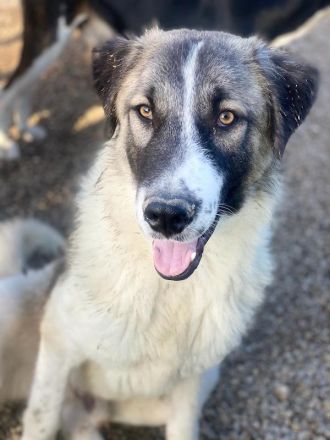 Joel, geb. ca. 01/2023, lebt in GRIECHENLAND, im städt. Tierheim Serres