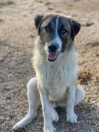 Joel, geb. ca. 01/2023, lebt in GRIECHENLAND, im städt. Tierheim Serres