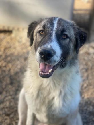 Joel, geb. ca. 01/2023, lebt in GRIECHENLAND, im städt. Tierheim Serres