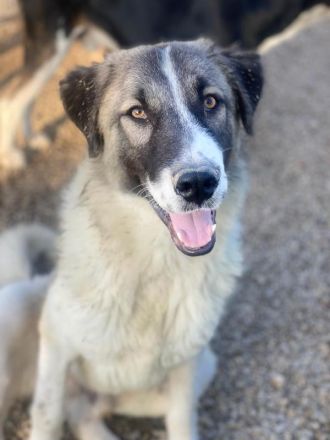 Joel, geb. ca. 01/2023, lebt in GRIECHENLAND, im städt. Tierheim Serres