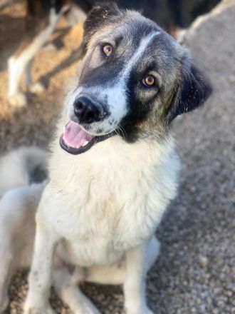 Joel, geb. ca. 01/2023, lebt in GRIECHENLAND, im städt. Tierheim Serres