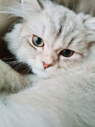 BLH Britische Langhaar Katze 5 Monate alt