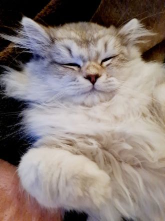 BLH Britische Langhaar Katze 5 Monate alt