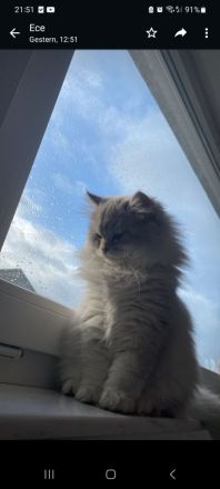 BLH Britische Langhaar Katze 5 Monate alt