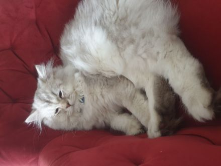 BLH Britische Langhaar Katze 5 Monate alt