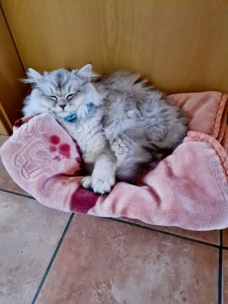 BLH Britische Langhaar Katze 5 Monate alt