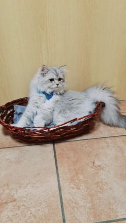 BLH Britische Langhaar Katze 5 Monate alt