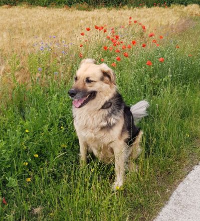 Liebe Gastfamilie für unseren Hund gesucht!