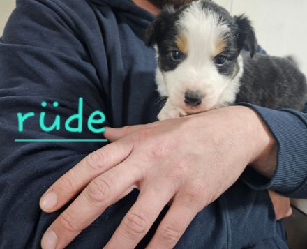 Australian shepherd mini