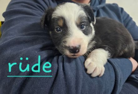 Australian shepherd mini