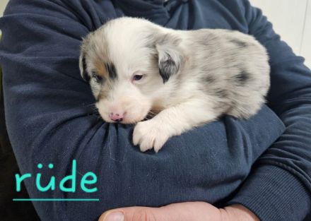 Australian shepherd mini