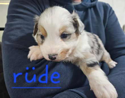 Australian shepherd mini