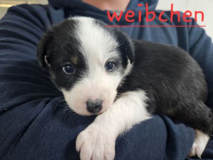 Australian shepherd mini