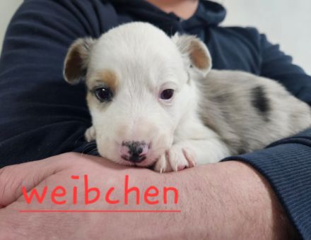 Australian shepherd mini