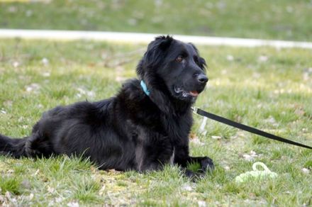 Prinz, Retriever-Hovawart, geb. 2015, ein toller Hund in den richtigen Händen