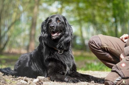 Prinz, Retriever-Hovawart, geb. 2015, ein toller Hund in den richtigen Händen