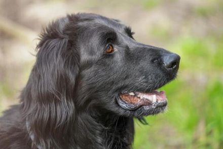Prinz, Retriever-Hovawart, geb. 2015, ein toller Hund in den richtigen Händen
