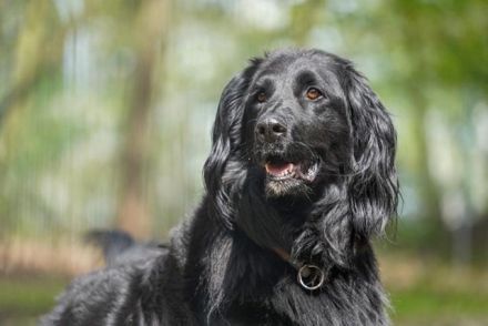 Prinz, Retriever-Hovawart, geb. 2015, ein toller Hund in den richtigen Händen