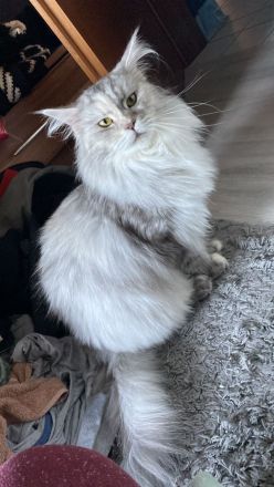 Maine-Coon Katzen abzugeben