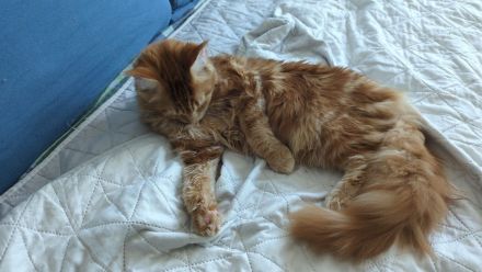 Maine Coon Mädel in red-cl-tabby für die Zucht