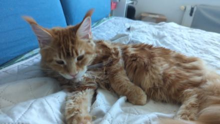 Maine Coon Mädel in red-cl-tabby für die Zucht