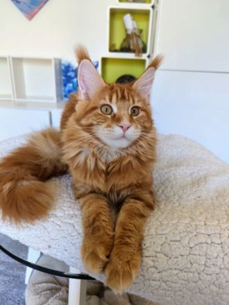 Maine Coon Mädel in red-cl-tabby für die Zucht