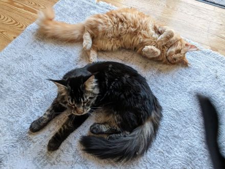 Kuschelkatzen Päarchen