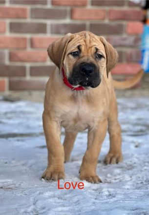 Boerboel Welpen