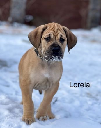 Boerboel Welpen