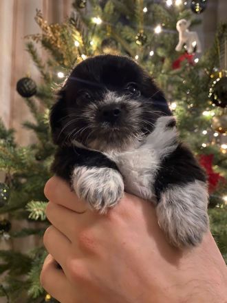 Chihuahua X Malteser