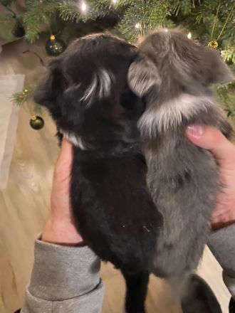 Chihuahua X Malteser