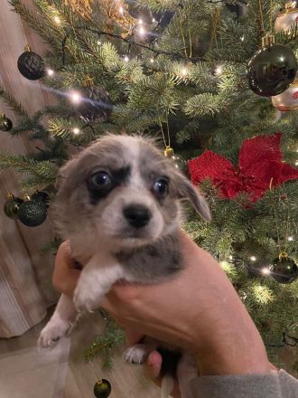 Chihuahua X Malteser