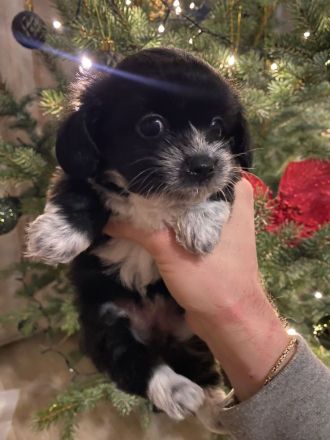 Chihuahua X Malteser