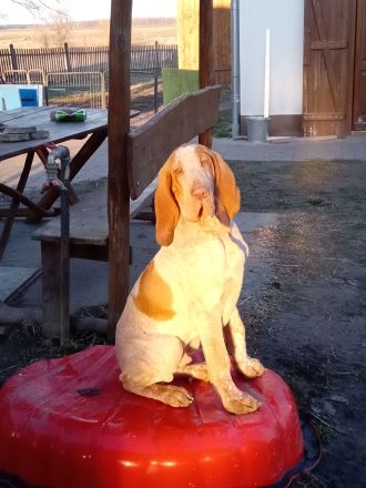 bracco di francobollo